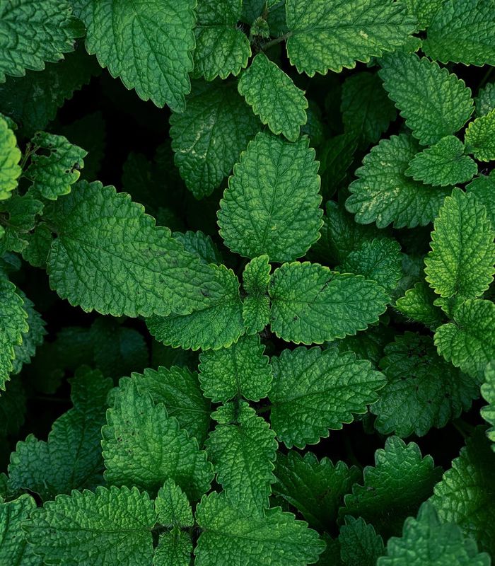 Fresh green herbal plants for natural metabolism support